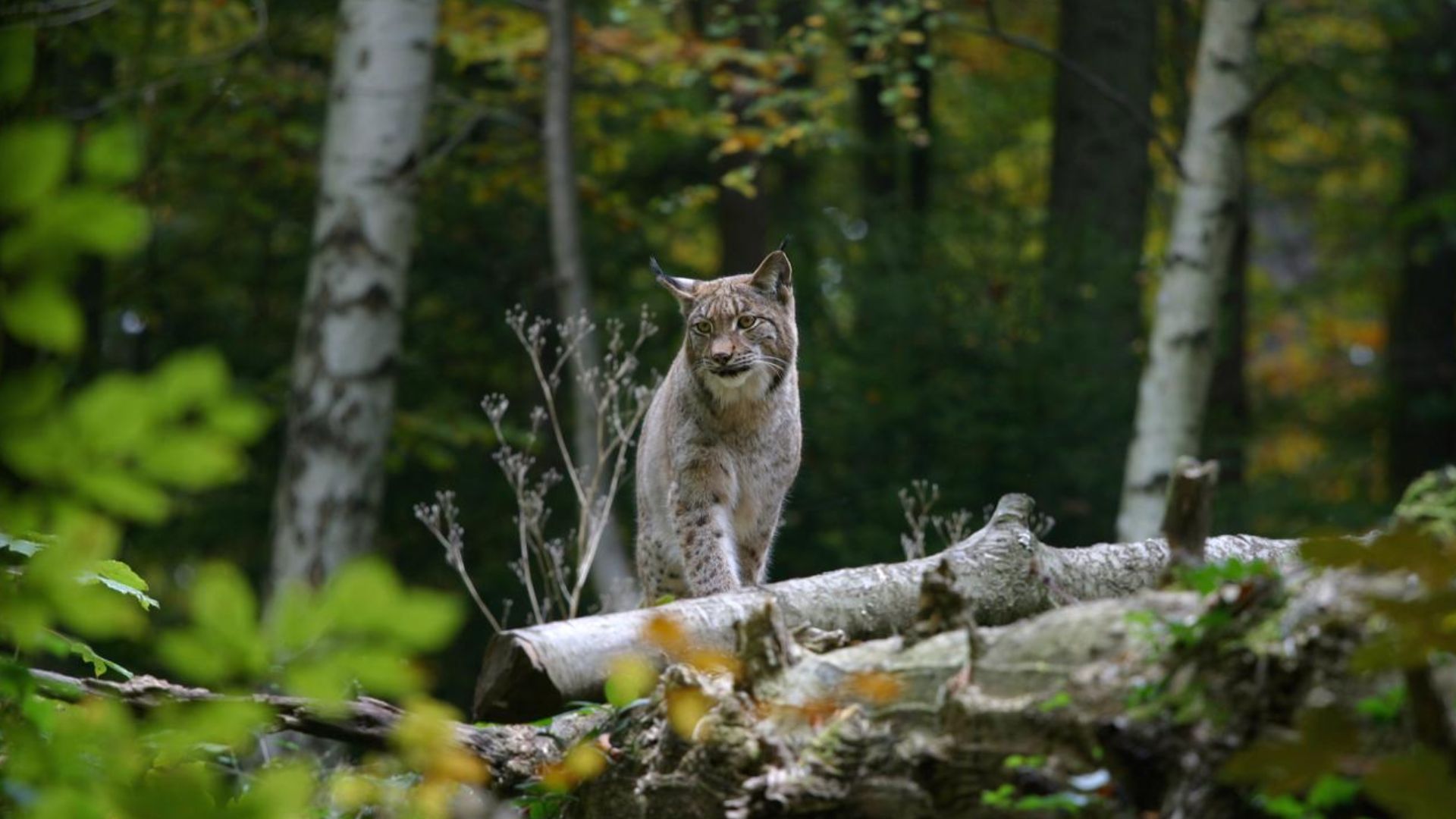 Wildnispark Zürich Langenberg - lynx